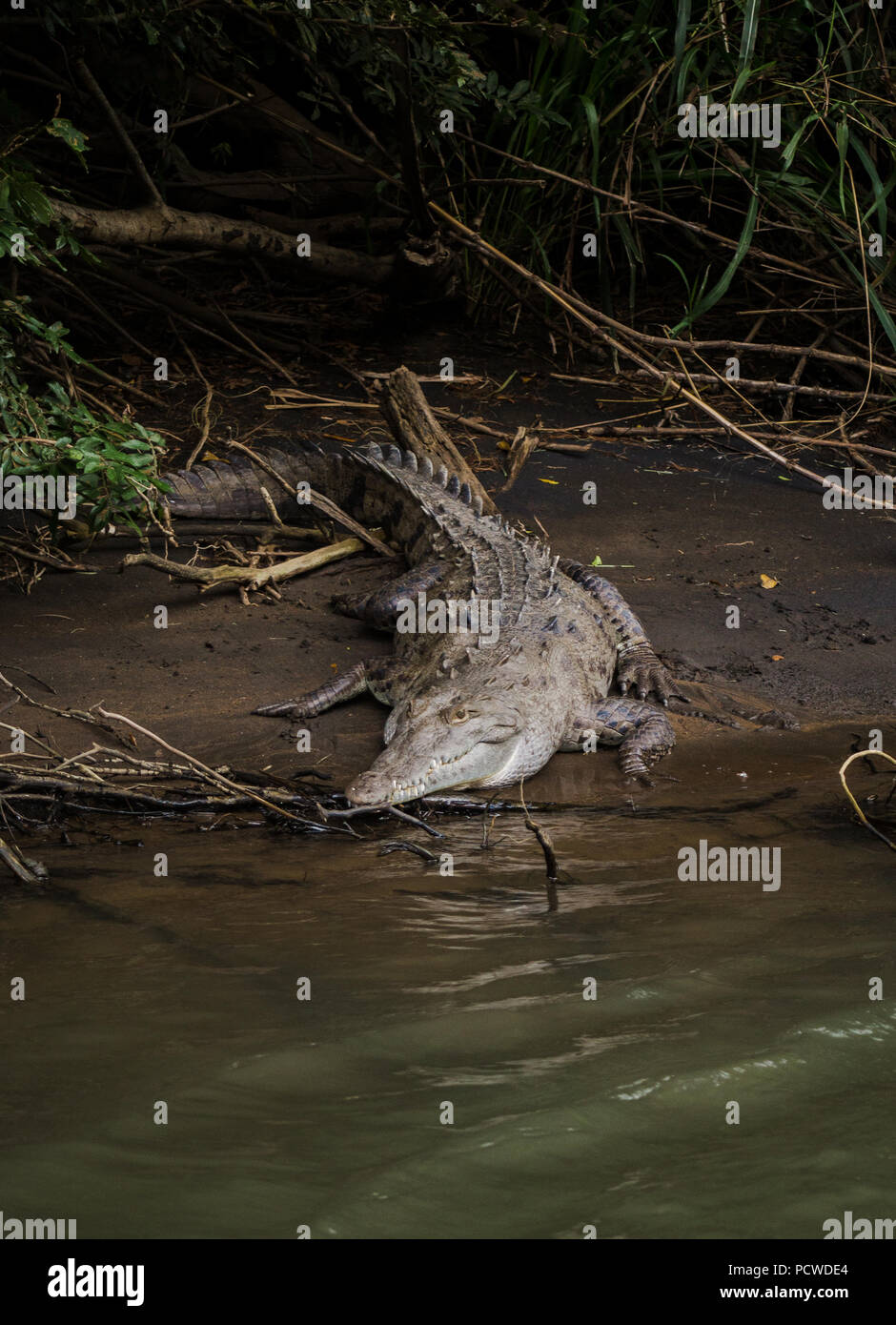Wild nach Krokodil ruht auf einem Schlamm Bank von der Seite des Flusses in seinem natürlichen Lebensraum in Costa Rica Stockfoto