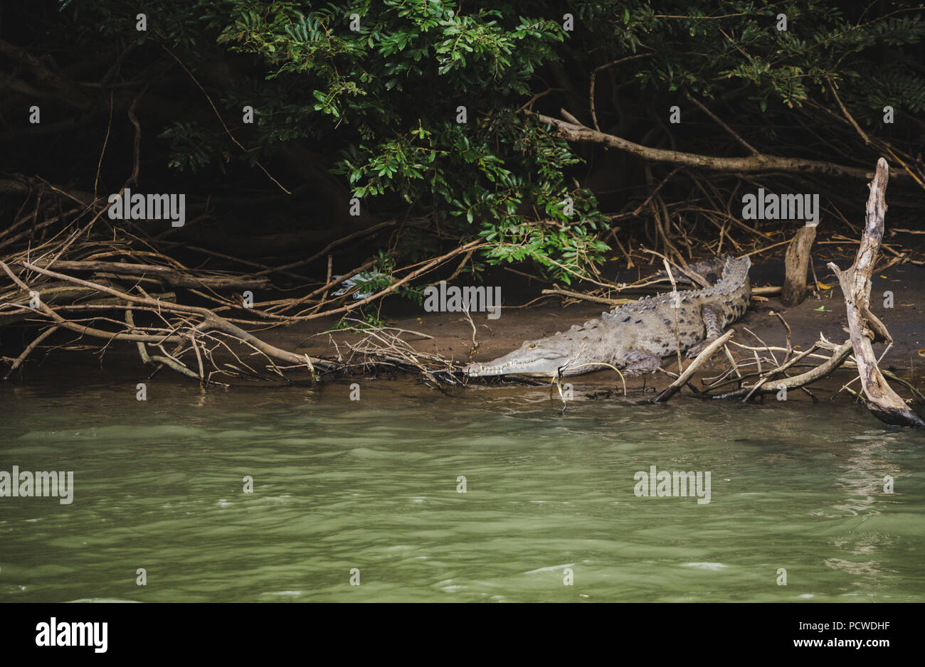 Wild nach Krokodil ruht auf einem Schlamm Bank von der Seite des Flusses in seinem natürlichen Lebensraum in Costa Rica Stockfoto