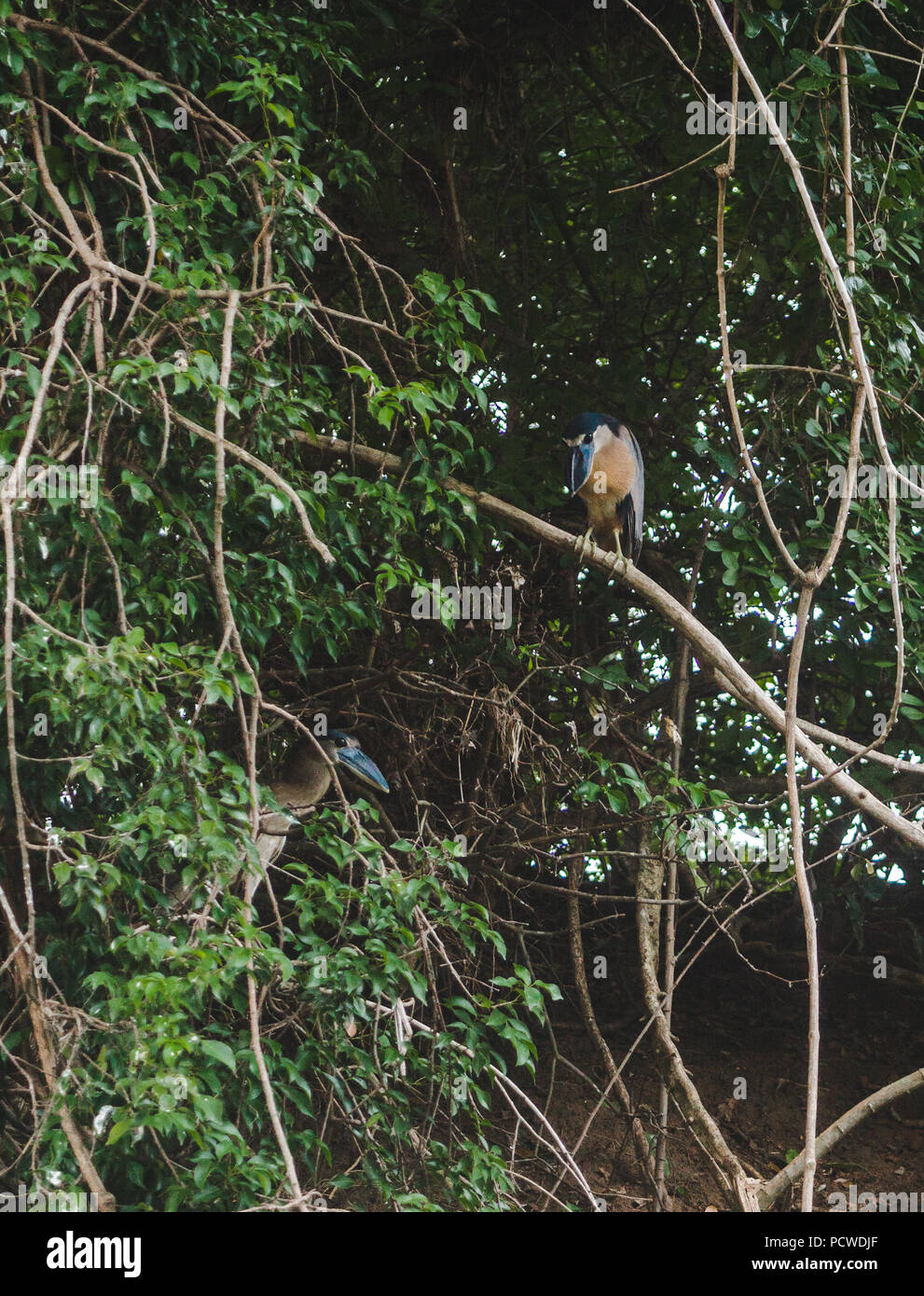 Blau und Braun Boot-billed Heron ruht auf einem Zweig in seinem natürlichen Lebensraum in Costa Rica Stockfoto
