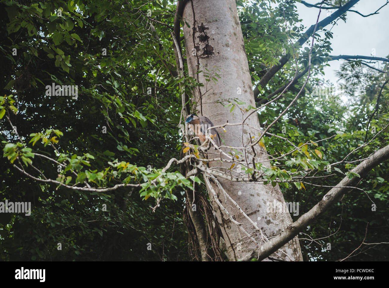 Blau und Braun Boot-billed Heron ruht auf einem Zweig in seinem natürlichen Lebensraum in Costa Rica Stockfoto