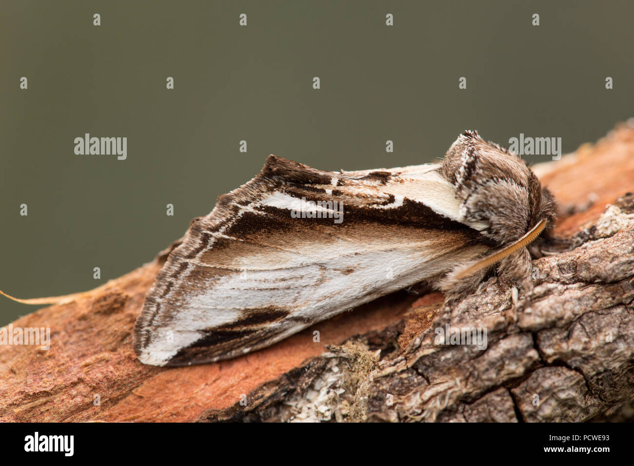 Eine Lesser Swallow Prominent motte Pheosia gnoma, dass in einem Quecksilberdampf moth Trap in einem Garten in der Nähe von einem Teich gesetzt und fotografiert Vor r gefangen wurde Stockfoto