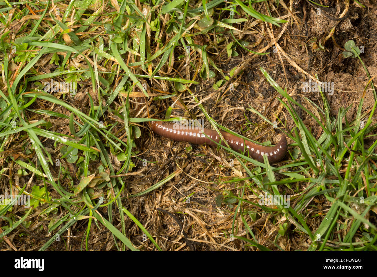 Ein Regenwurm, Stamm Annelida, hat aus seinen Tunnel in der Nacht entstanden auf einem Rasen in einem Garten nach Regen während der britischen heißes Wetter 2018. Der Wurm Stockfoto