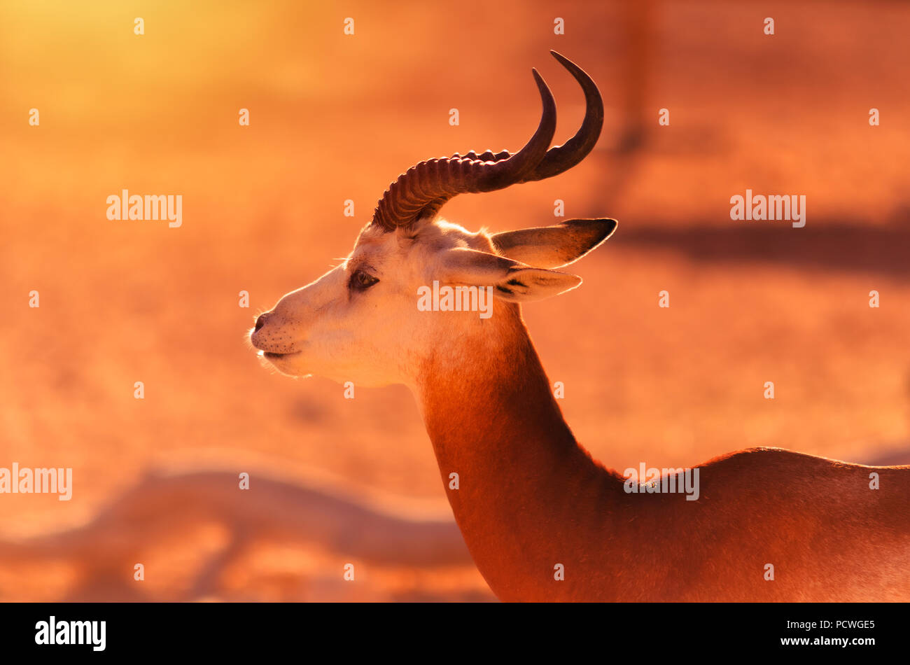 Die dama Gazelle, addra Gazelle, oder mhorr Gazelle wohnen auf natürlichen Lebensraum in Al Ain Zoo. Stockfoto