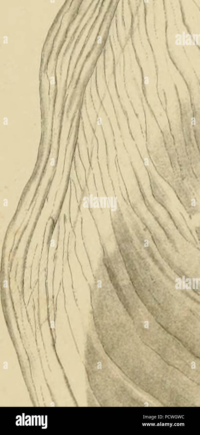 "Berichte von Erkundungen und Befragungen, die praktikabel und wirtschaftlich Route zu ermitteln, für eine Eisenbahn von der Mississippi River bis zum Pazifischen Ozean' (1857) Stockfoto