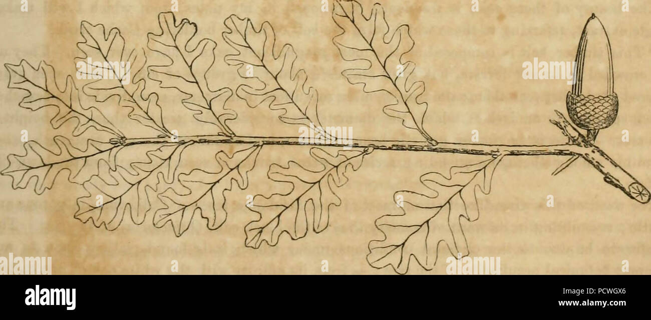 "Berichte von Erkundungen und Befragungen, die praktikabel und wirtschaftlich Route zu ermitteln, für eine Eisenbahn von der Mississippi River bis zum Pazifischen Ozean' (1857) Stockfoto