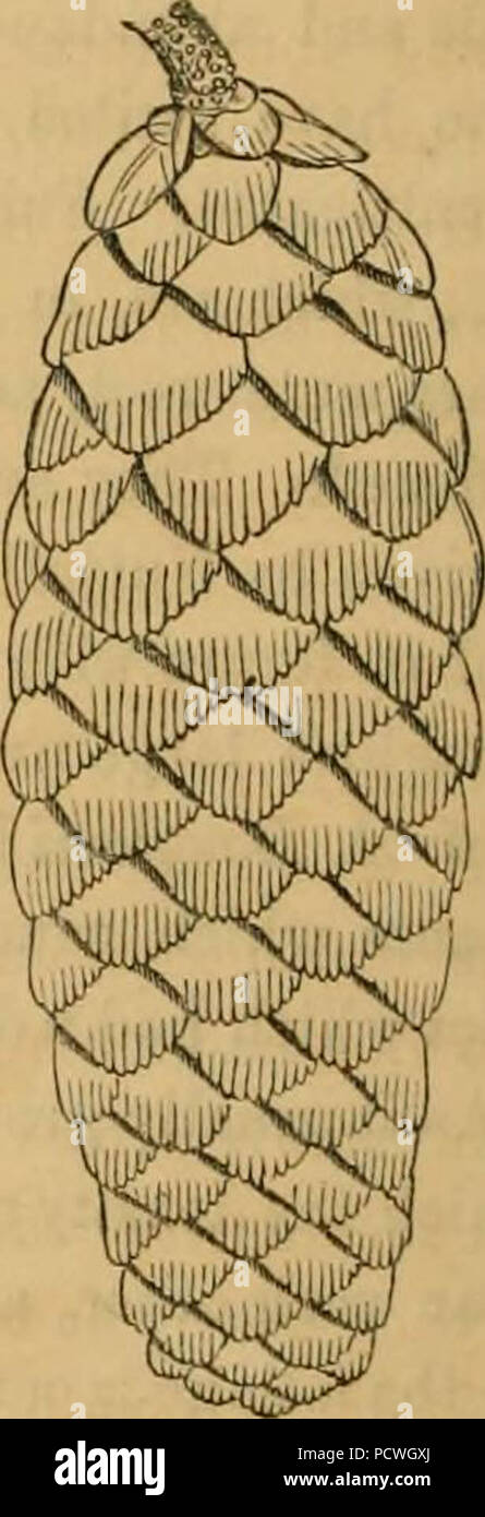 "Berichte von Erkundungen und Befragungen, die praktikabel und wirtschaftlich Route zu ermitteln, für eine Eisenbahn von der Mississippi River bis zum Pazifischen Ozean' (1857) Stockfoto