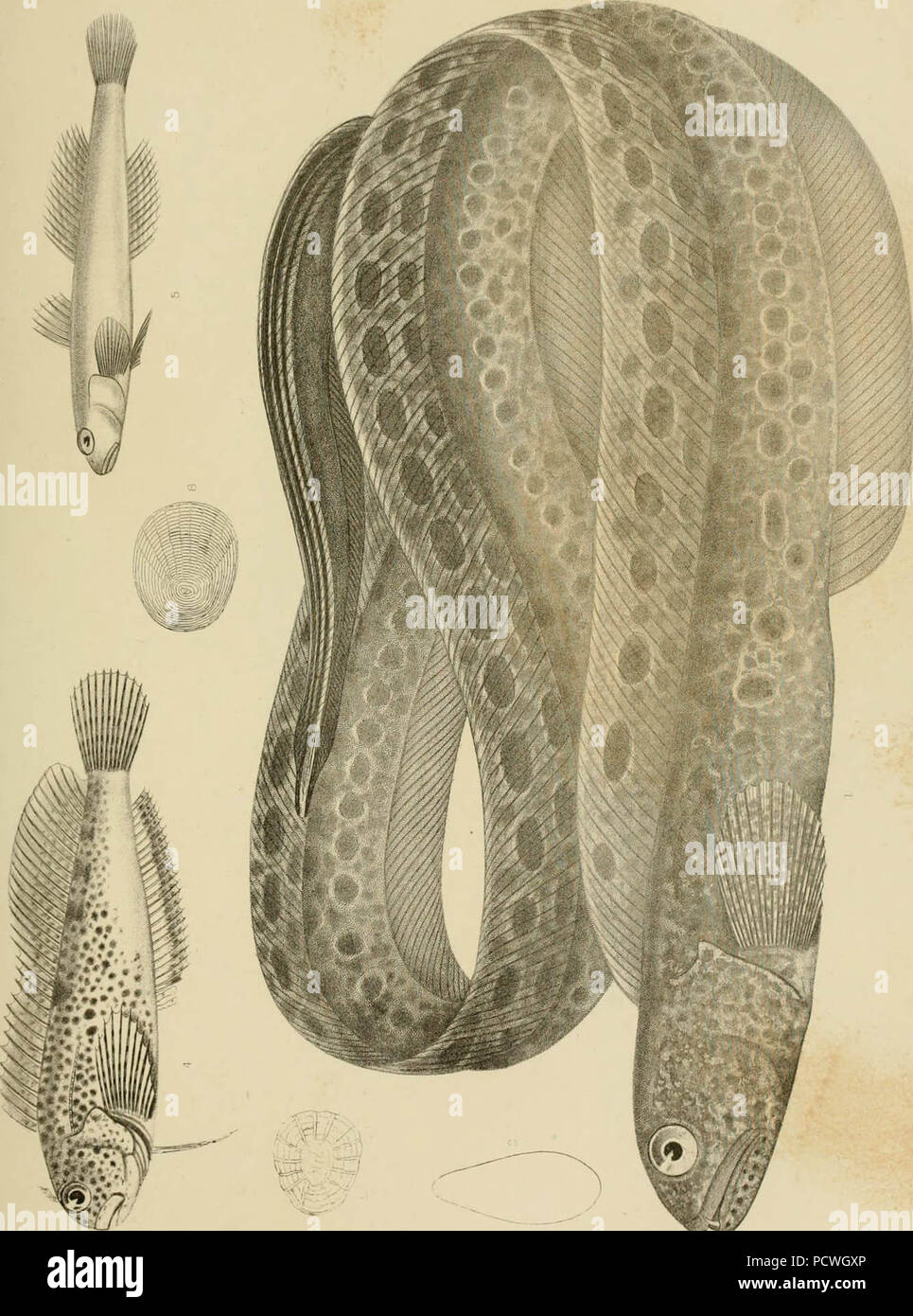 "Berichte von Erkundungen und Befragungen, die praktikabel und wirtschaftlich Route zu ermitteln, für eine Eisenbahn von der Mississippi River bis zum Pazifischen Ozean' (1857) Stockfoto