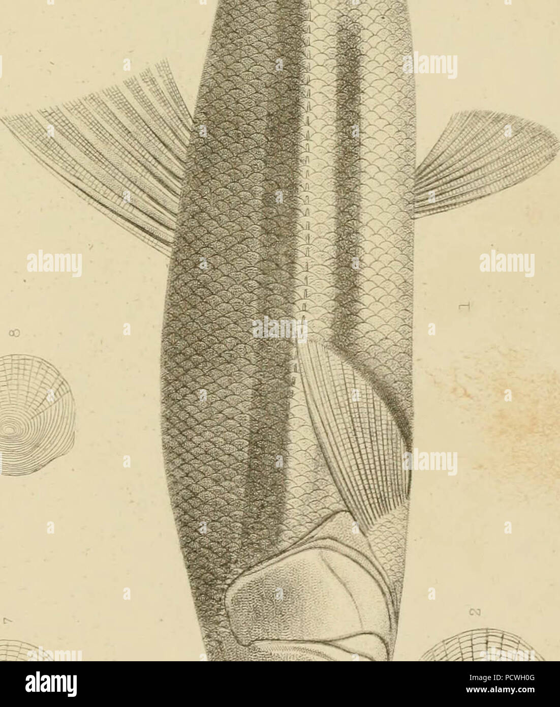 "Berichte von Erkundungen und Befragungen, die praktikabel und wirtschaftlich Route zu ermitteln, für eine Eisenbahn von der Mississippi River bis zum Pazifischen Ozean' (1857) Stockfoto