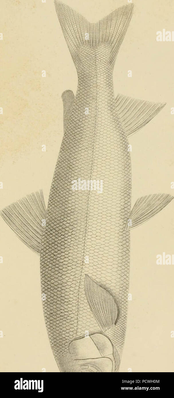 "Berichte von Erkundungen und Befragungen, die praktikabel und wirtschaftlich Route zu ermitteln, für eine Eisenbahn von der Mississippi River bis zum Pazifischen Ozean' (1857) Stockfoto