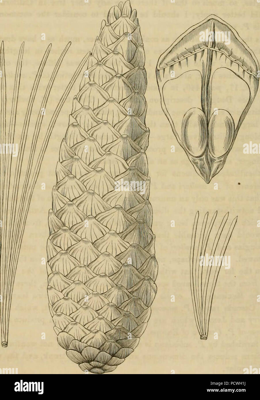 "Berichte von Erkundungen und Befragungen, die praktikabel und wirtschaftlich Route zu ermitteln, für eine Eisenbahn von der Mississippi River bis zum Pazifischen Ozean' (1857) Stockfoto