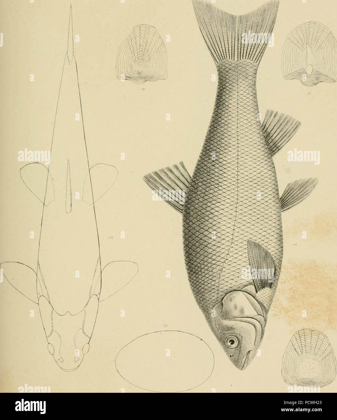 "Berichte von Erkundungen und Befragungen, die praktikabel und wirtschaftlich Route zu ermitteln, für eine Eisenbahn von der Mississippi River bis zum Pazifischen Ozean' (1857) Stockfoto