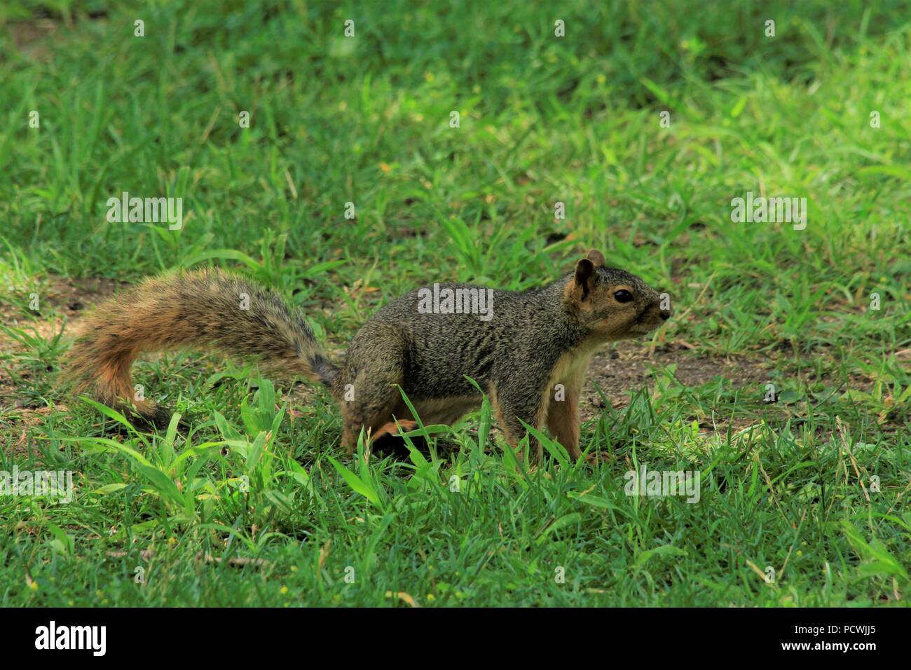 Fuchs Schwanz Eichhörnchen mit grünem Gras schuss Nahaufnahme. Stockfoto