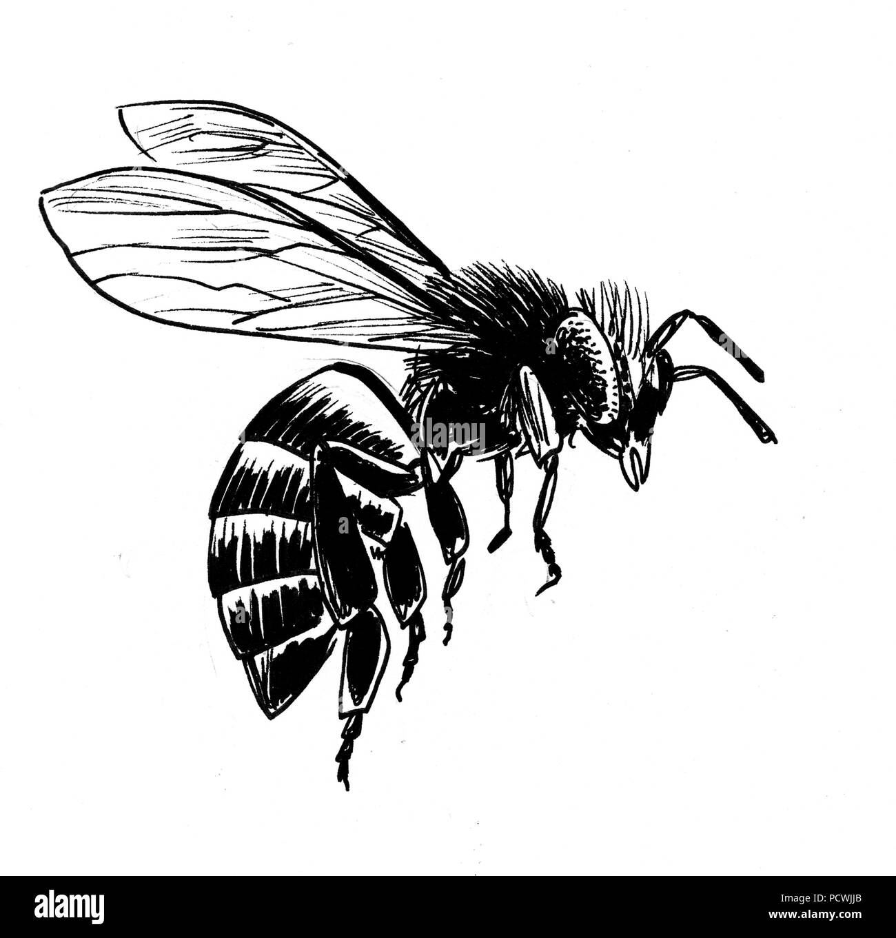 Biene zeichnung -Fotos und -Bildmaterial in hoher Auflösung – Alamy
