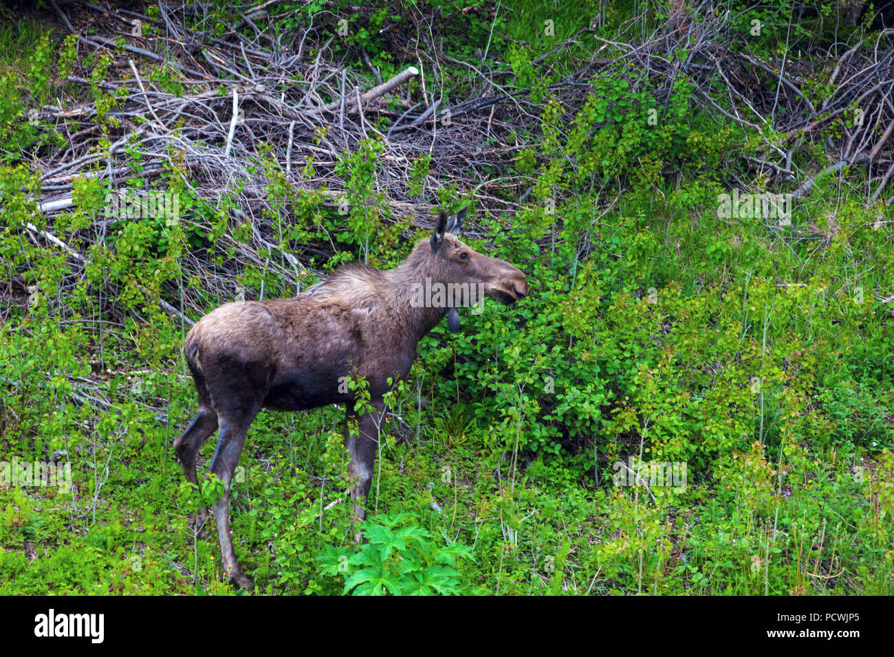 Elche im Wald, Neufundland. St. John's, Neufundland und Labrador, Kanada. Stockfoto