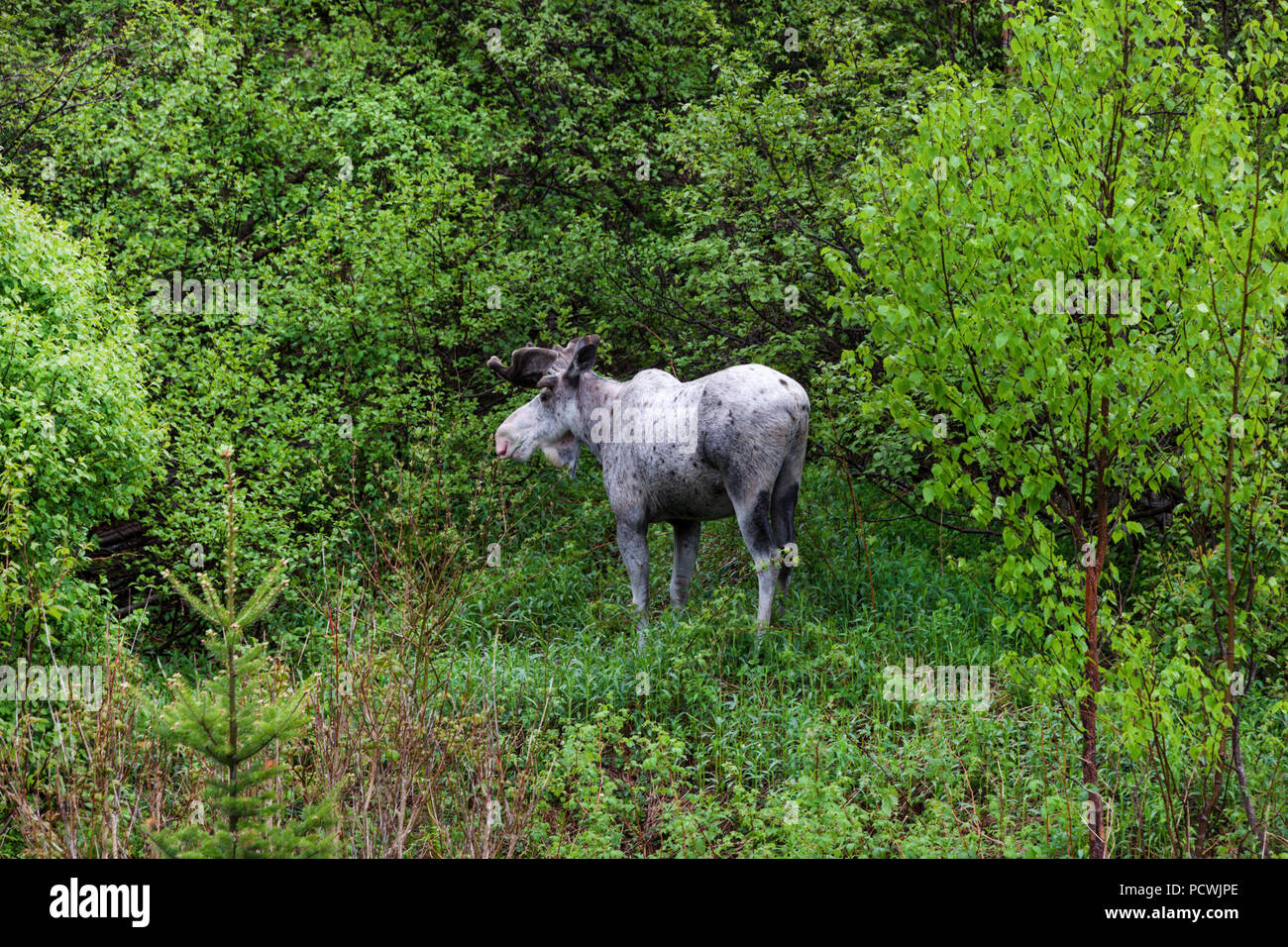 Elche im Wald, Neufundland. St. John's, Neufundland und Labrador, Kanada. Stockfoto
