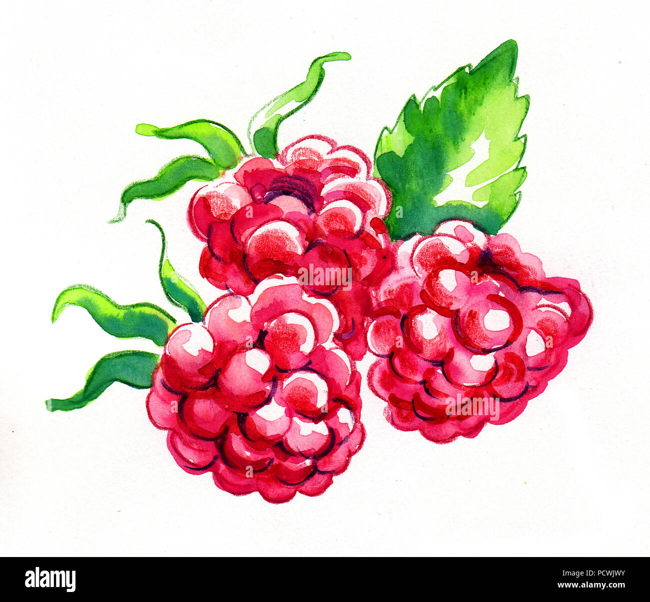 Frische Himbeeren Reif. Aquarell Malerei Stockfoto