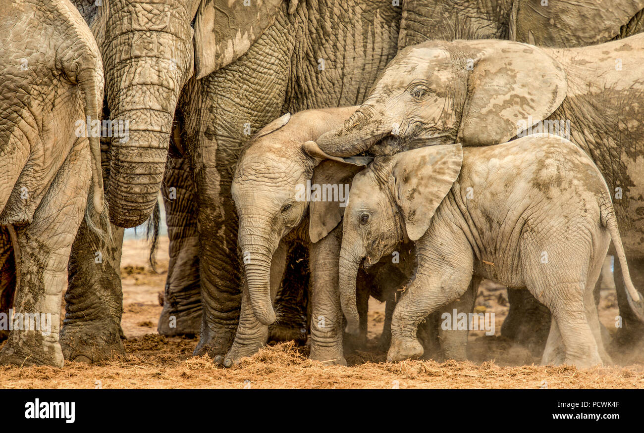 Baby Elefanten Zurückzuschrecken die Kamera dem Addo Elephant Nationalpark Südafrika Stockfoto