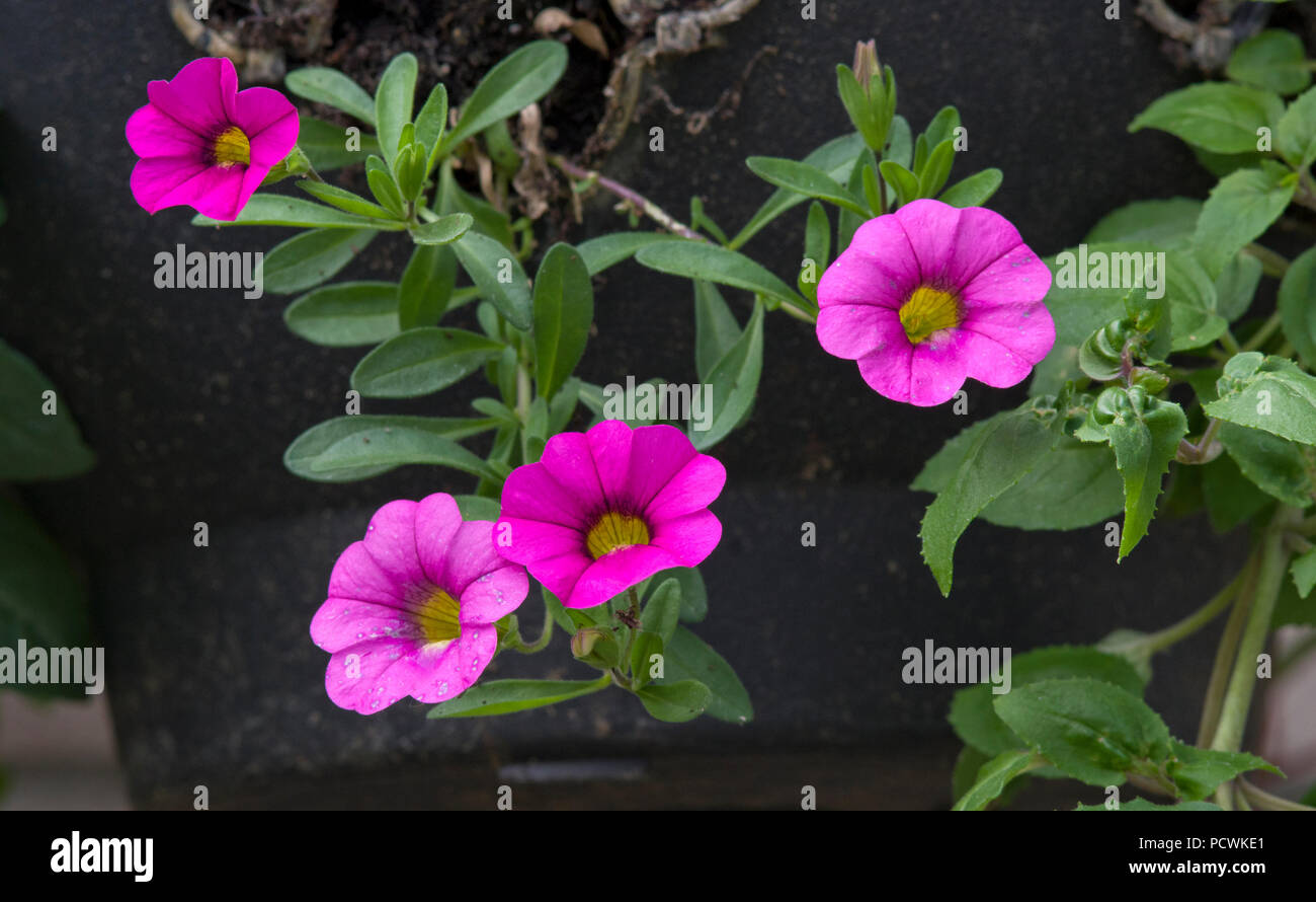 Calibrachoa Millionen Glocken Serie Stockfoto