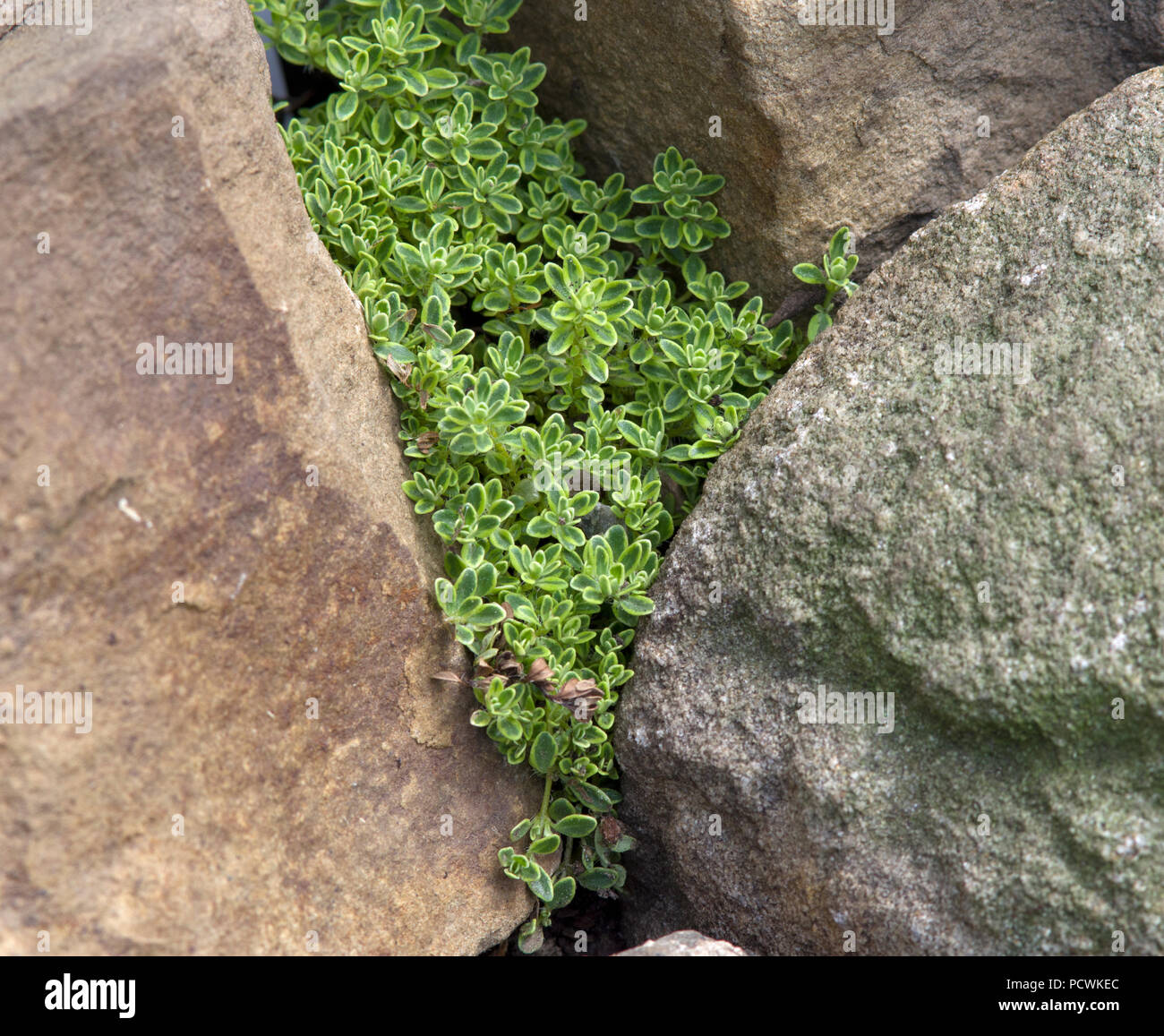 Thymus 'Hartington Silber' Stockfoto