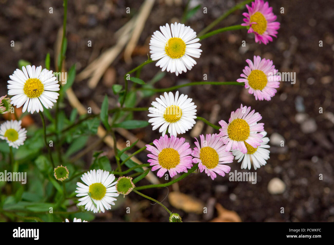 Erigeron karvinskianus Stockfoto