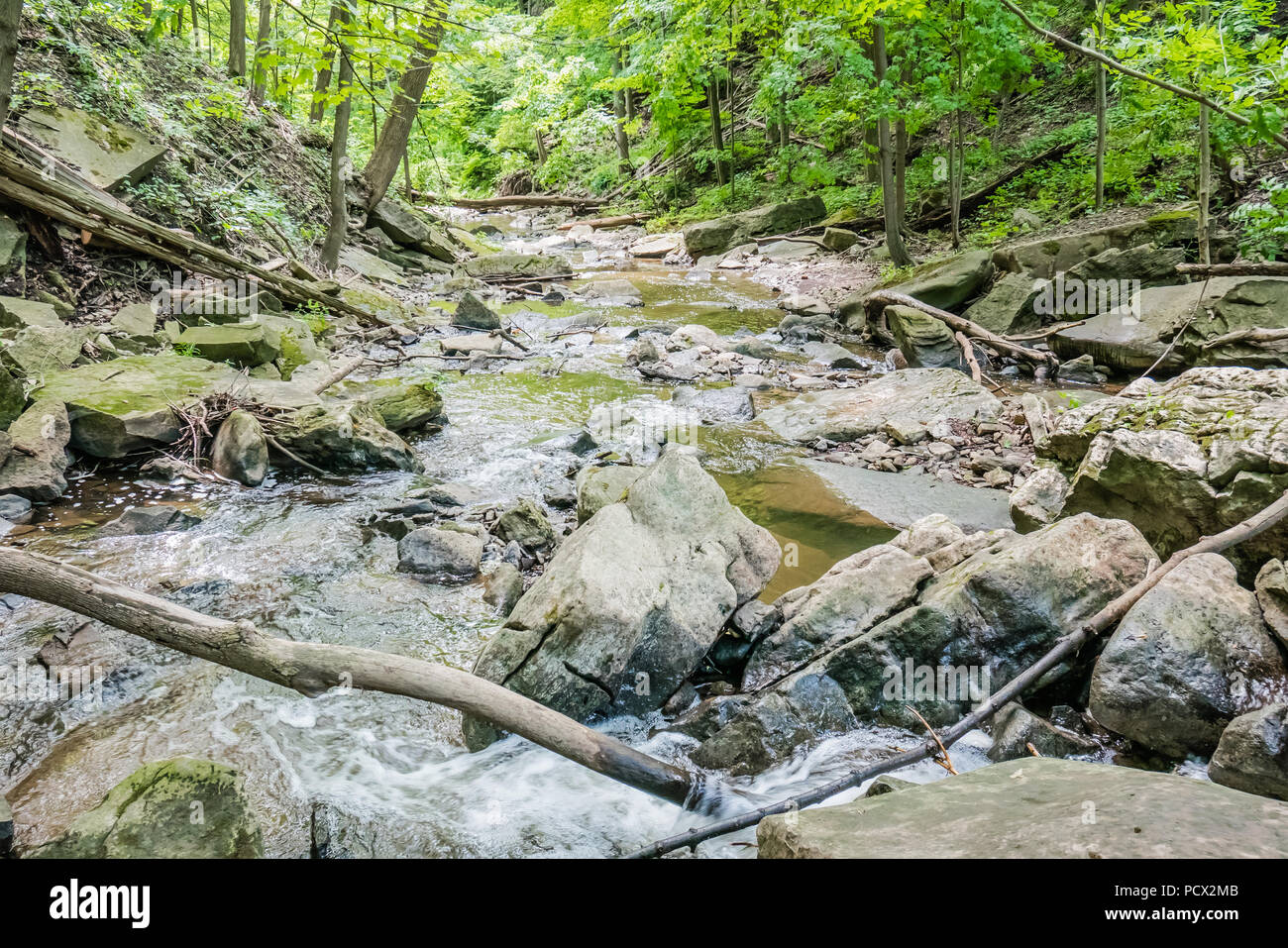 Wald Fluss und Felsen Stockfoto