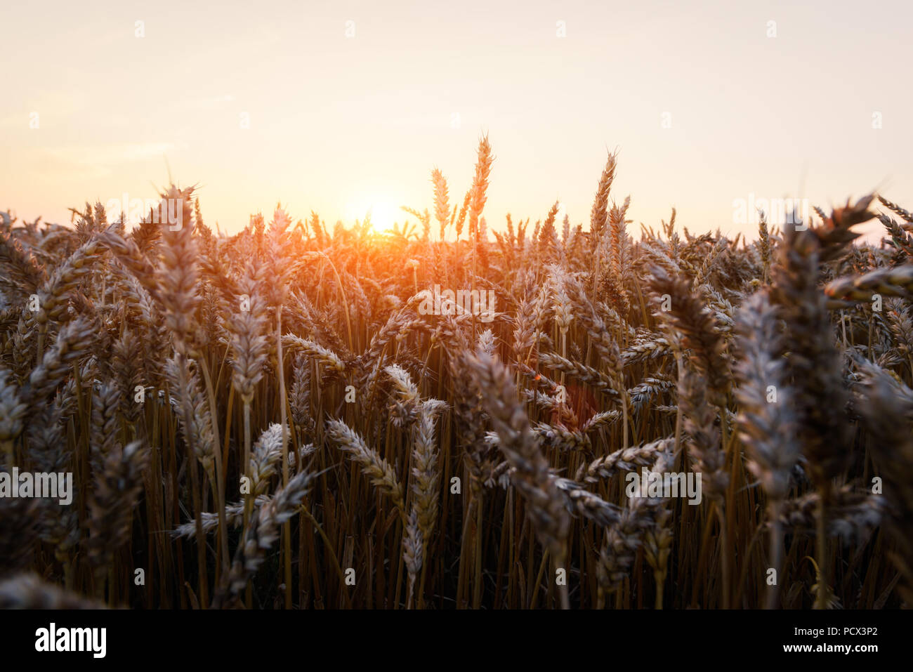Goldene Weizen Feld gegen den blauen Himmel Hintergrund Reif Stockfoto