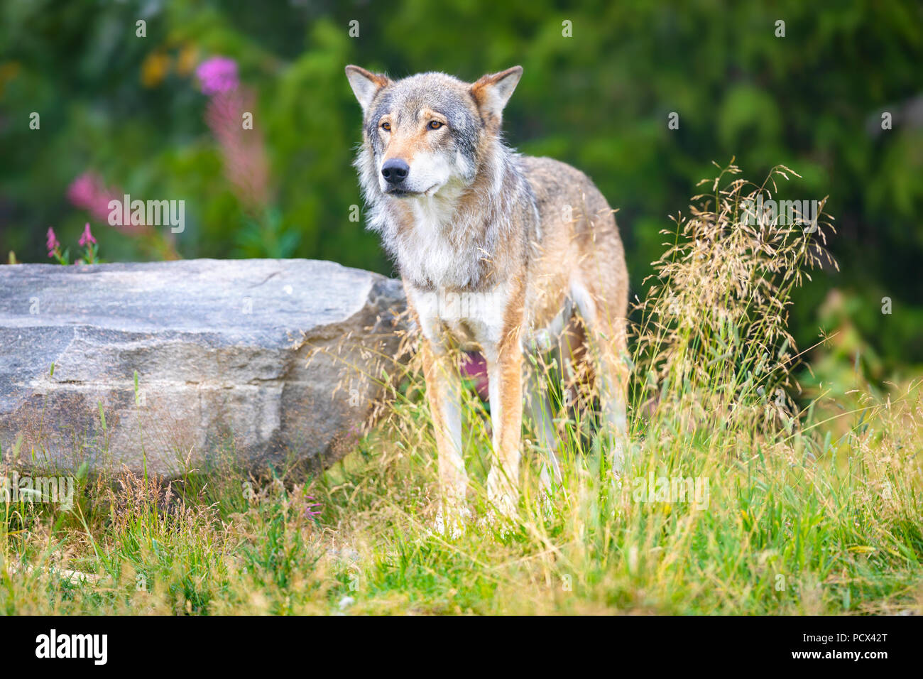 Großen grauen Wolf stehend in einem Feld im Wald Stockfoto