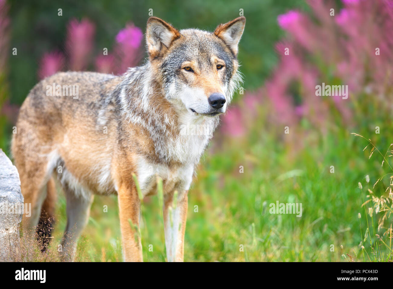 Großen grauen Wolf stehend in einem Feld im Wald Stockfoto
