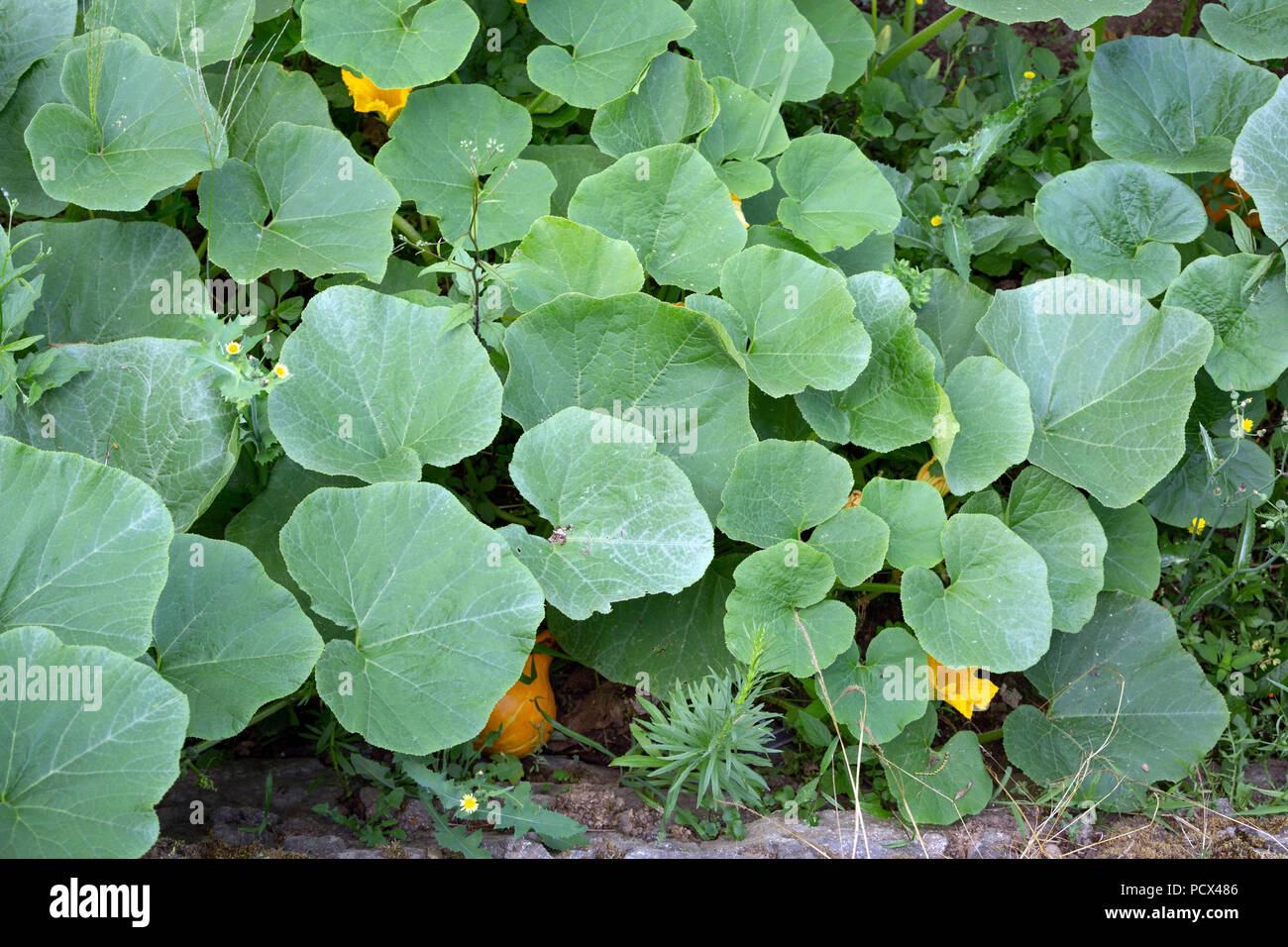 Ein großer Kürbis Pflanze von oben gesehen. Stockfoto