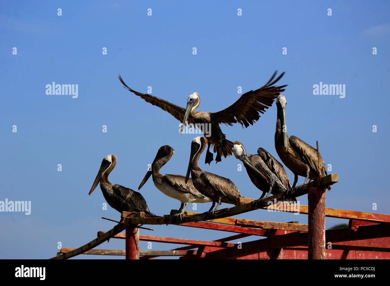 Puerto La Cruz, Anzoategui, Venezuela. 3 Aug, 2018. August 03, 2018. Pelikane (Pelecanus) sind eine Gattung der pelecaniformes aquatische Vögel, die die monotypische Familie Pelecanidae. Sie sind durch ihre langen Schnabel mit einem großen regelmäßigen sac, die Sie nutzen, um ihre Beute zu fangen und das gesammelte Wasser ablassen, bevor Sie schlucken geprägt. Diese Fotos wurden in der beliebten Los Cocos. In Puerto la Cruz, anzoategui Zustand. Venezuela. Foto: Juan Carlos Hernandez Credit: Juan Carlos Hernandez/ZUMA Draht/Alamy leben Nachrichten Stockfoto