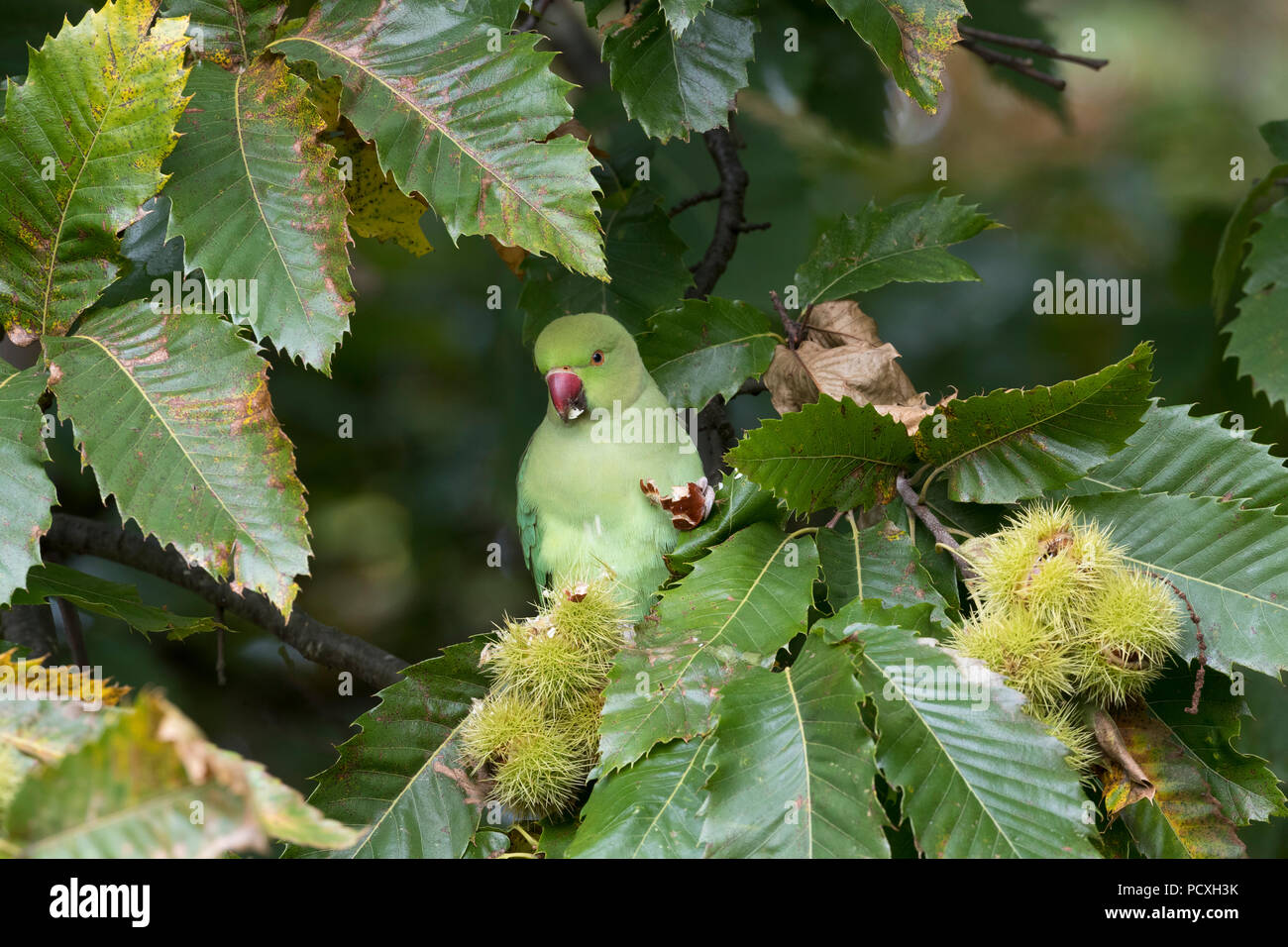 Ring Necked Parakeet; Psittacula krameri Single Essen Sweet Chestnut London, UK Stockfoto