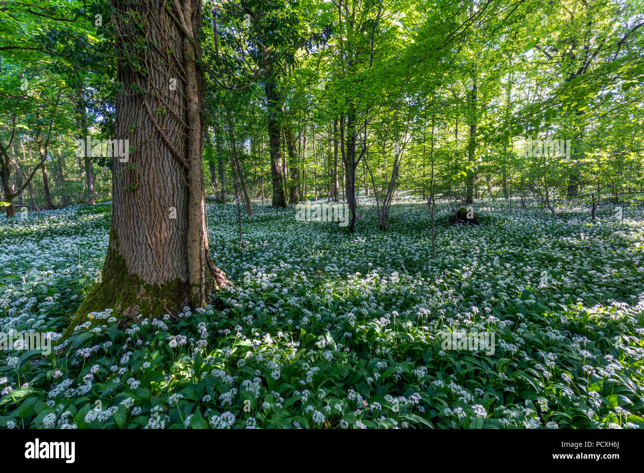 Fleagarth Holz; Silverdale; Bärlauch in Blüte; Lancashire Stockfoto