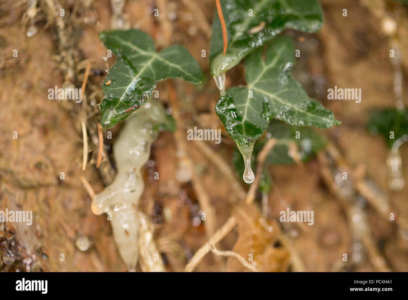 Harz sickert aus der Rinde eines in den herbstlichen Baum auf Efeu, die  Hirsche ihr Geweih gegen die Rinde Reiben beschdigt wurde. Lancashire  North West Stockfotografie - Alamy