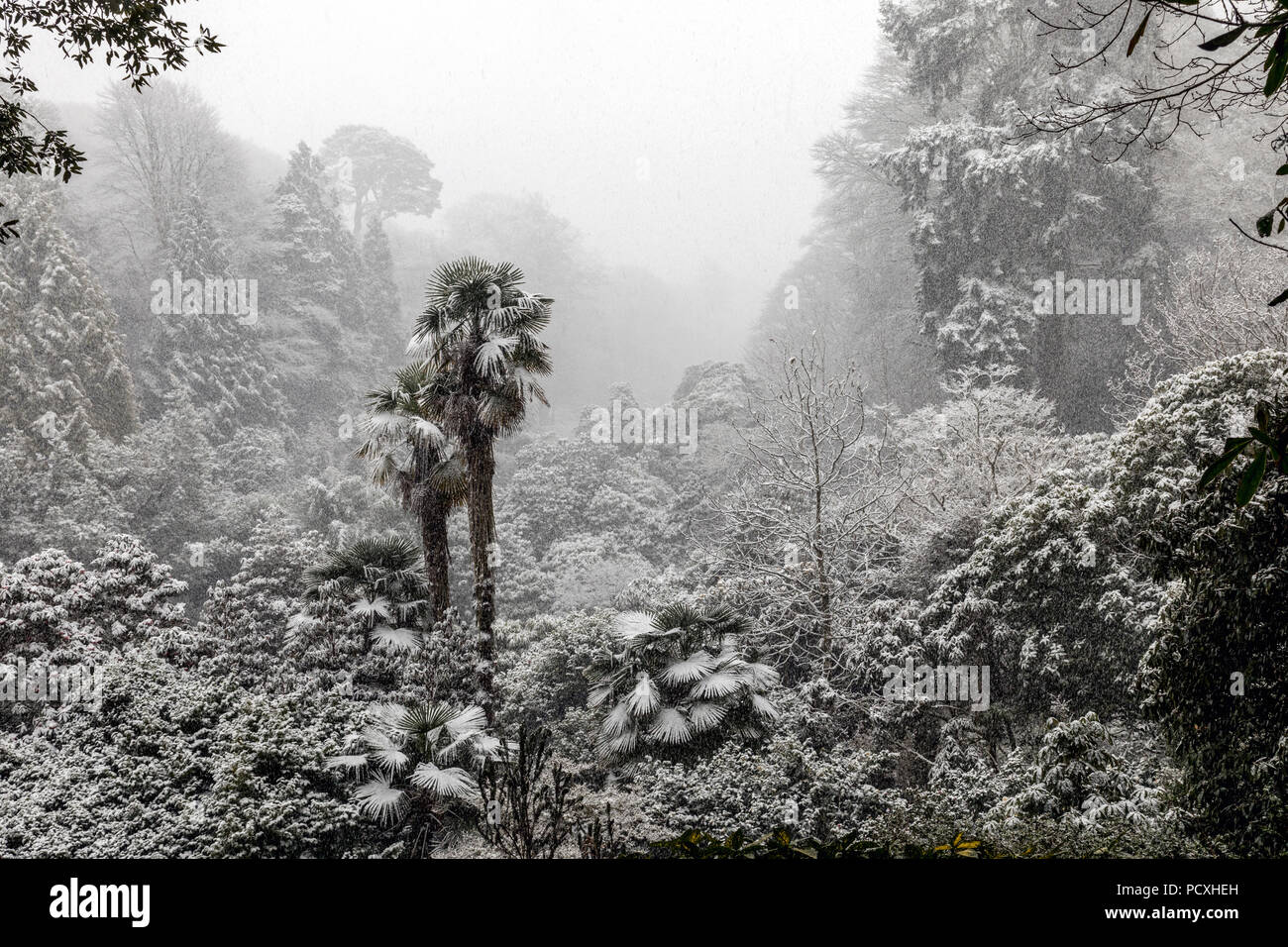 Trebah Garten; Schnee; Winter; Cornwall, UK Stockfoto
