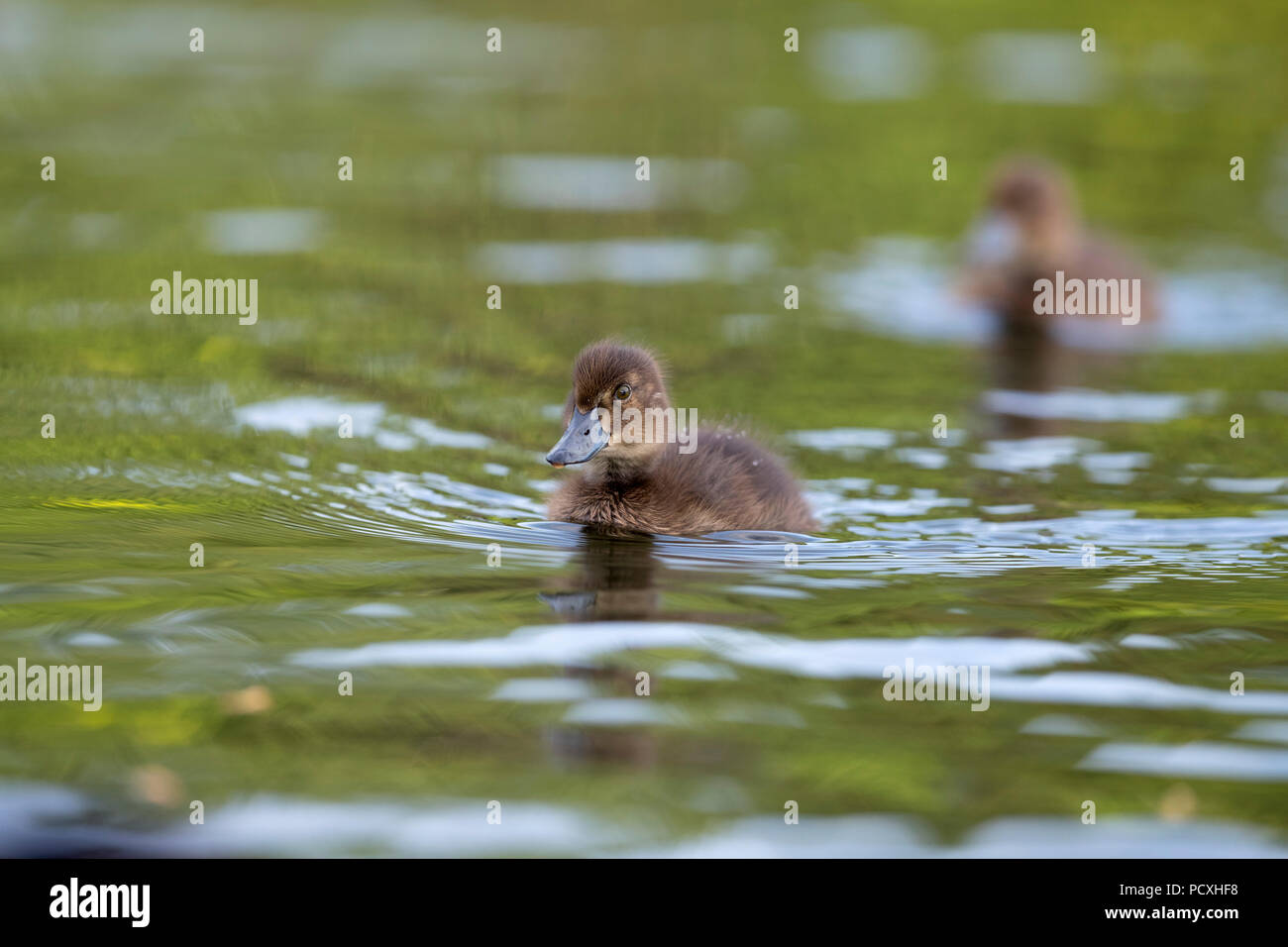 Reiherente, Aythya fuligula Einzelne Küken Schwimmen Cornwall, UK Stockfoto