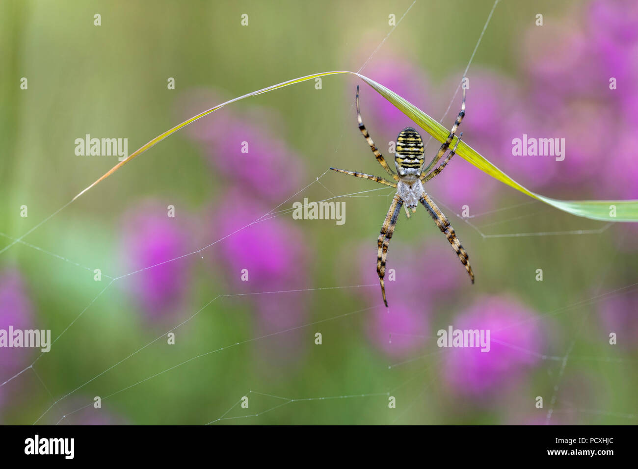 Argiope Bruennichi Wasp Spider; Single auf Web Cornwall, UK Stockfoto