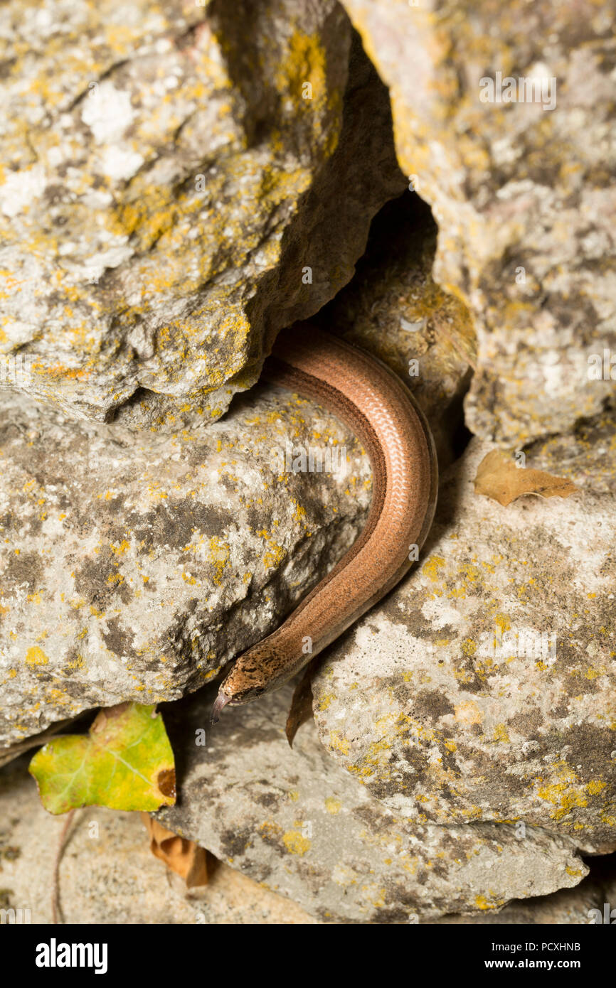 Ein langsames - Wurm, Anguis fragilis, nachts während der britischen heißes Wetter 2018, das Leben in einer Mauer aus Stein in der Nähe ein Gartenteich ist fotografiert. Die langsame - Wurm Ich Stockfoto