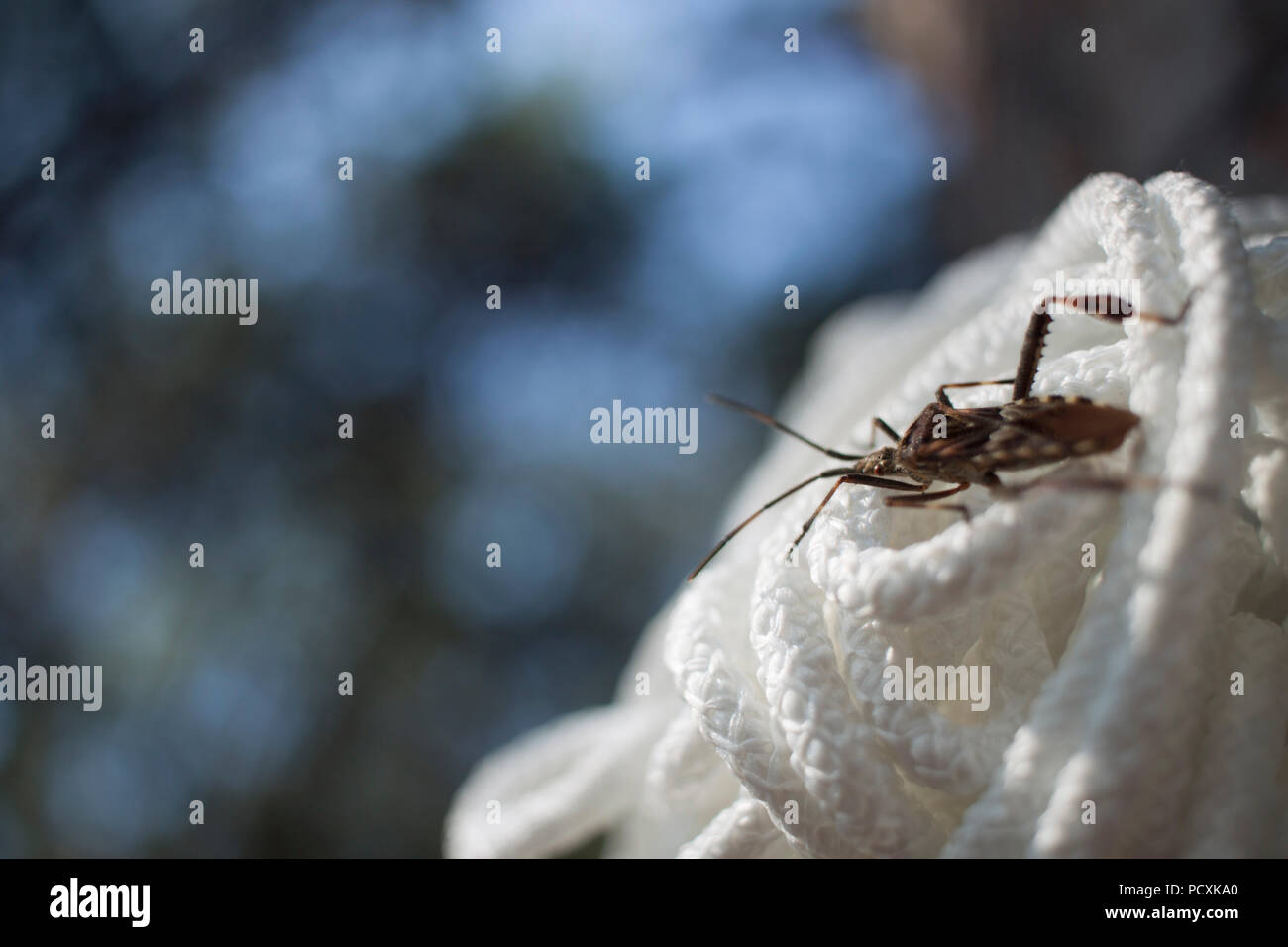 Bug (Leptoglossus occidentalis) am Seil Stockfoto