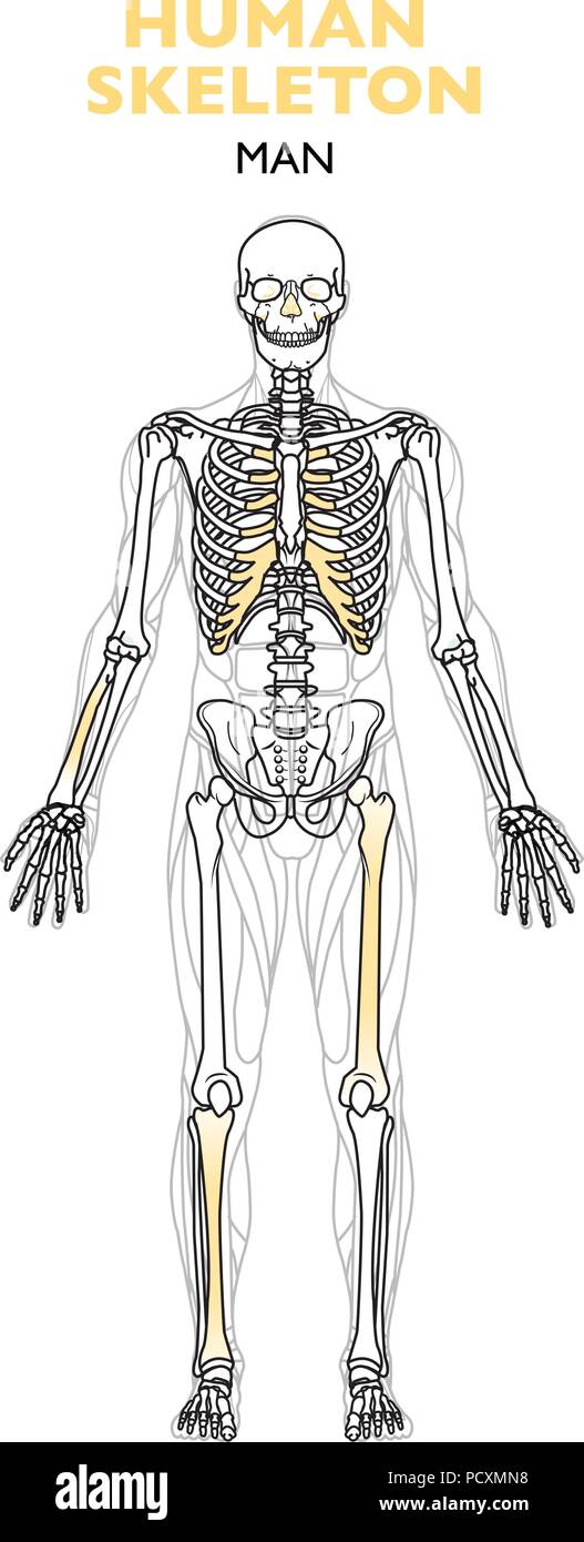 Menschliches Skelett, das menschliche Skelett ist der interne Rahmen der Körper, der Mensch Anatomie, frontale Ansicht auf weißem Hintergrund Stock Vektor