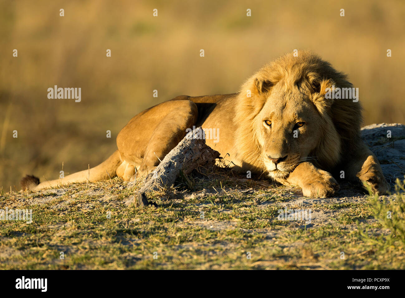 Löwe (Panthera leo) Männliche ruhen Stockfoto