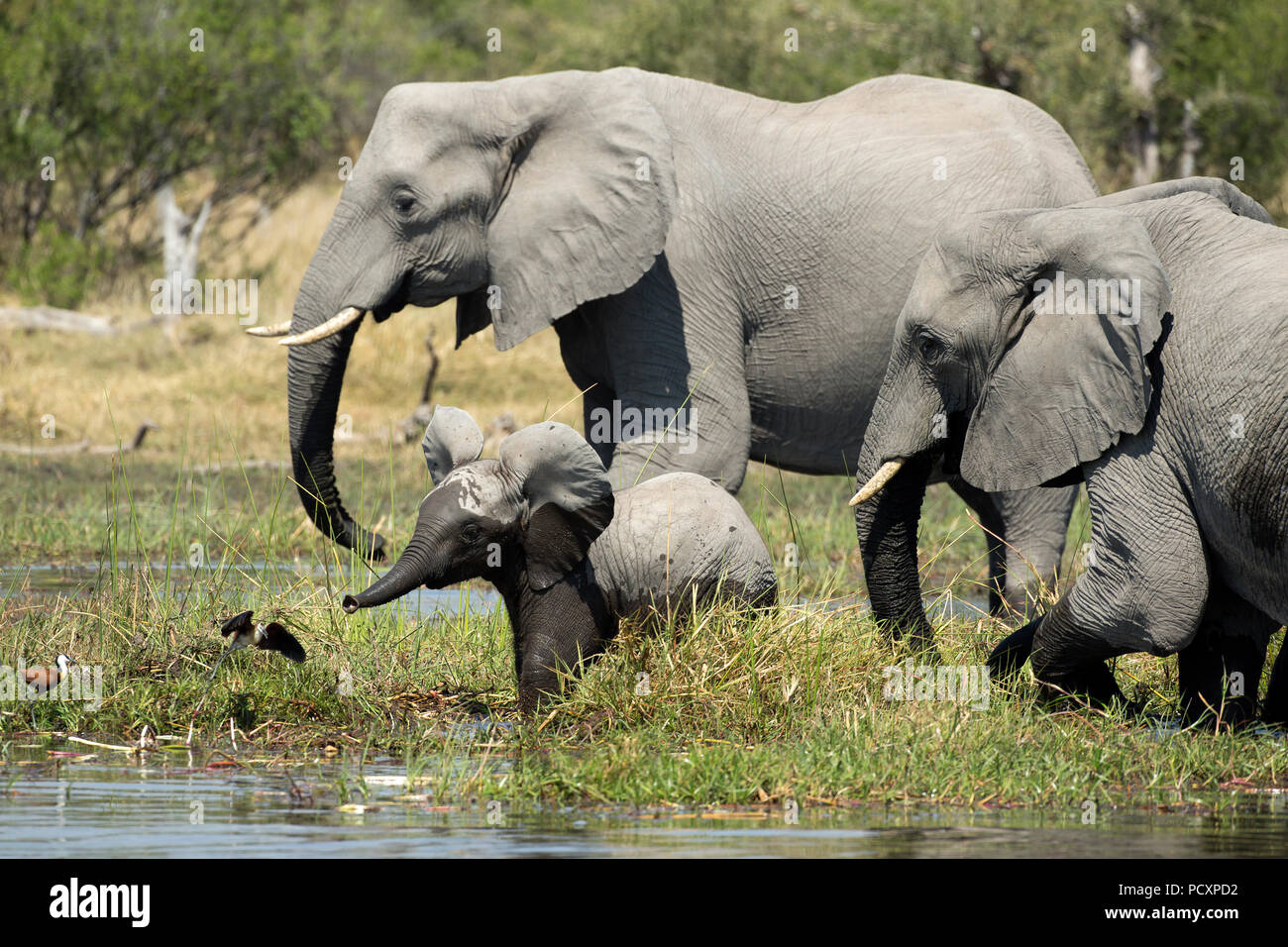 Herde der Afrikanischen Elefanten (Loxodonta Africana) Überquerung des Flusses Stockfoto