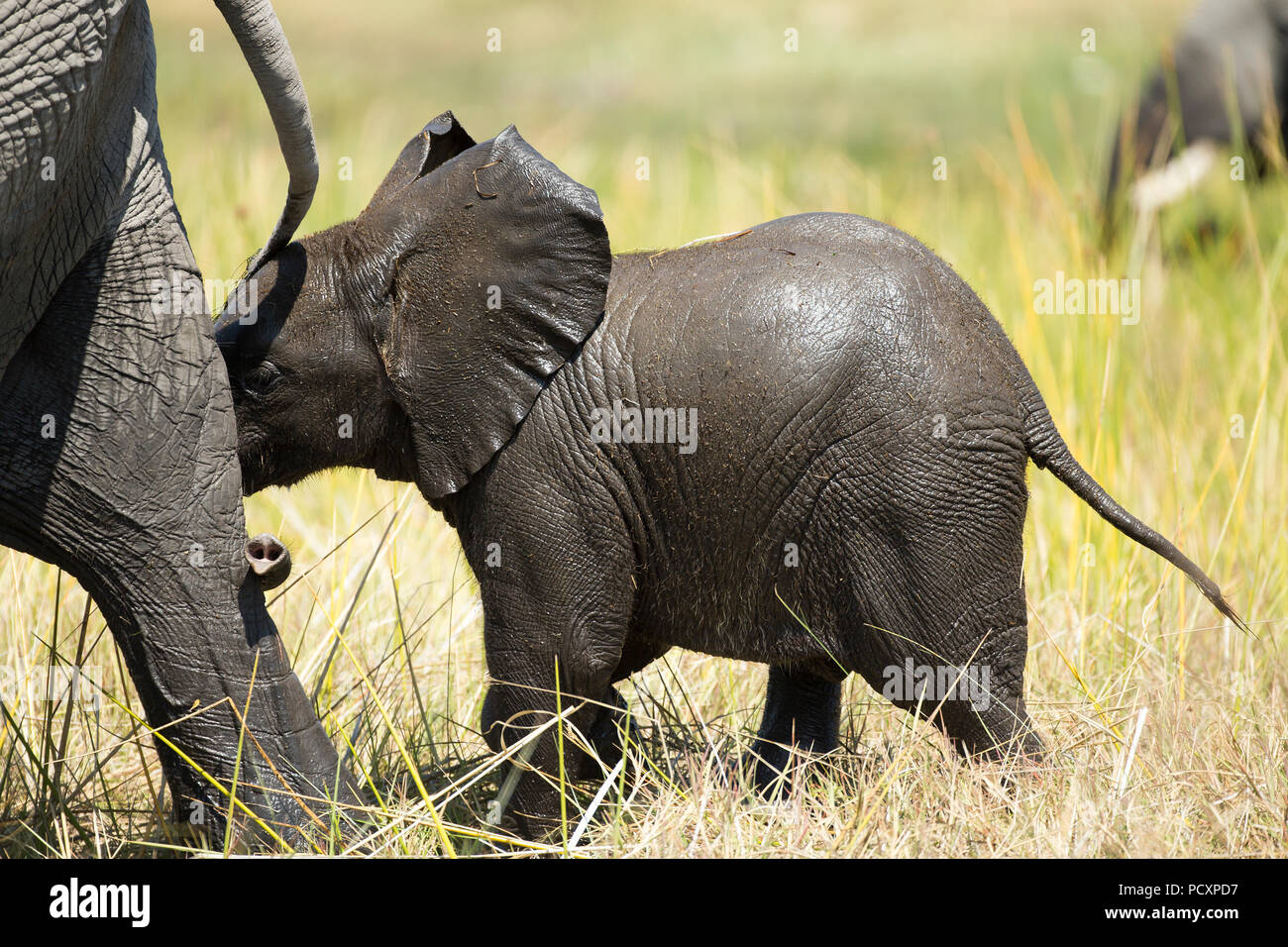 Baby Elefant (Loxodonta Africana) klemmt in der Nähe von Erwachsenen Stockfoto