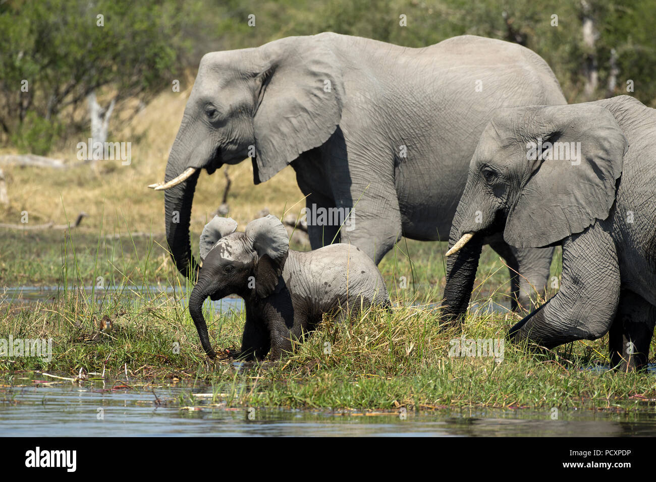 Elefant (Loxodonta Africana) Herde Überquerung des Flusses Stockfoto