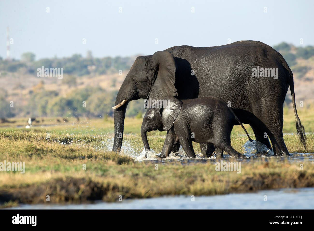 Elefantenherde Überquerung des Flusses Stockfoto