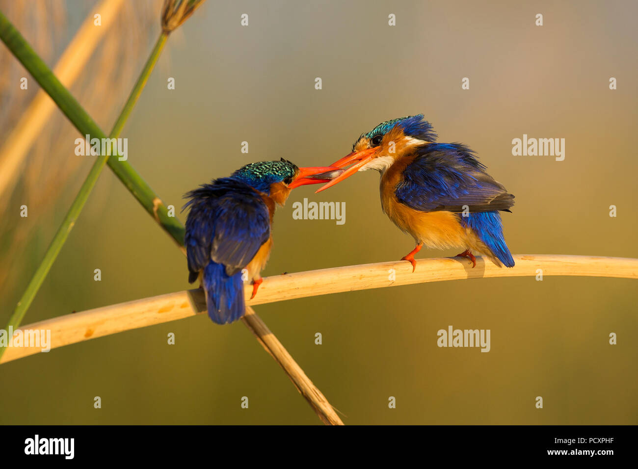 Malachite Kingfisher (Corythornis cristatus) Zuchtpaar, Lebensmittel Pass Stockfoto