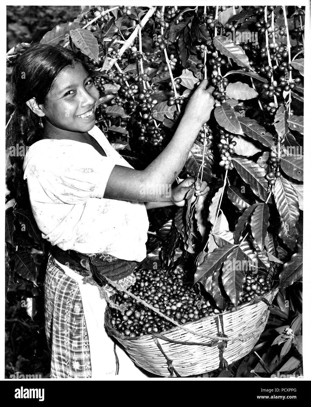 Kaffee Ernte. Die kommissionierer wählen Sie die reife rote Kirschen verlassen die grüne, unreife Frucht am Baum für die spätere Ernte. Finca Moca, Guatelon, Guatemala. Stockfoto