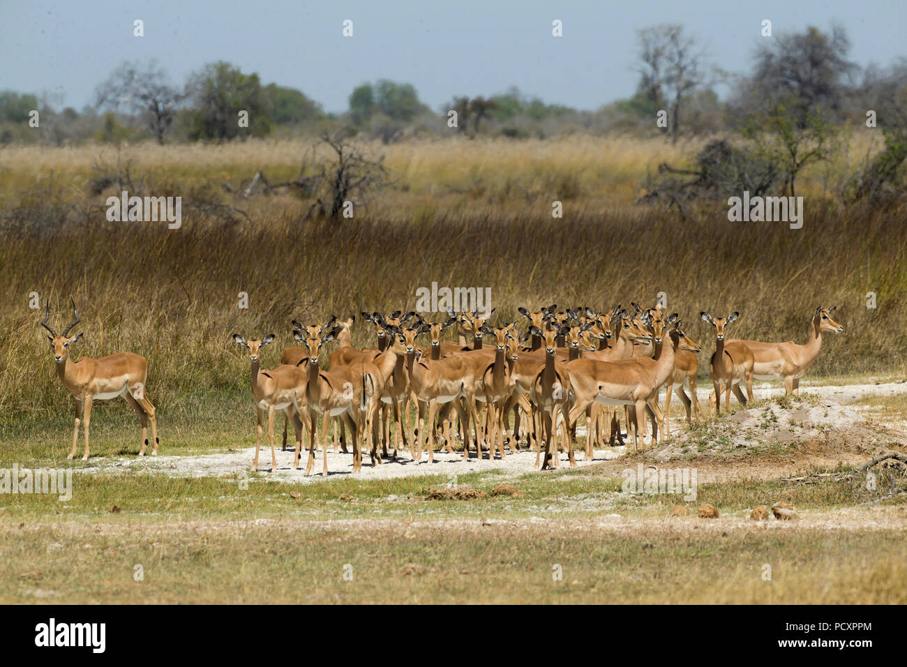 Impala (Aepyceros melampus) Gruppe Stockfoto