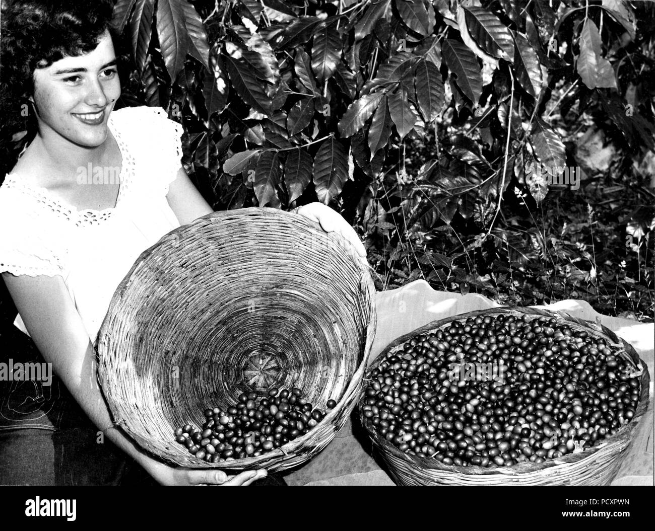 Kaffee Ernte. Die kommissionierer wählen Sie die reife rote Kirschen verlassen die grüne, unreife Frucht am Baum für die spätere Ernte. Guatemala. 1949 Stockfoto