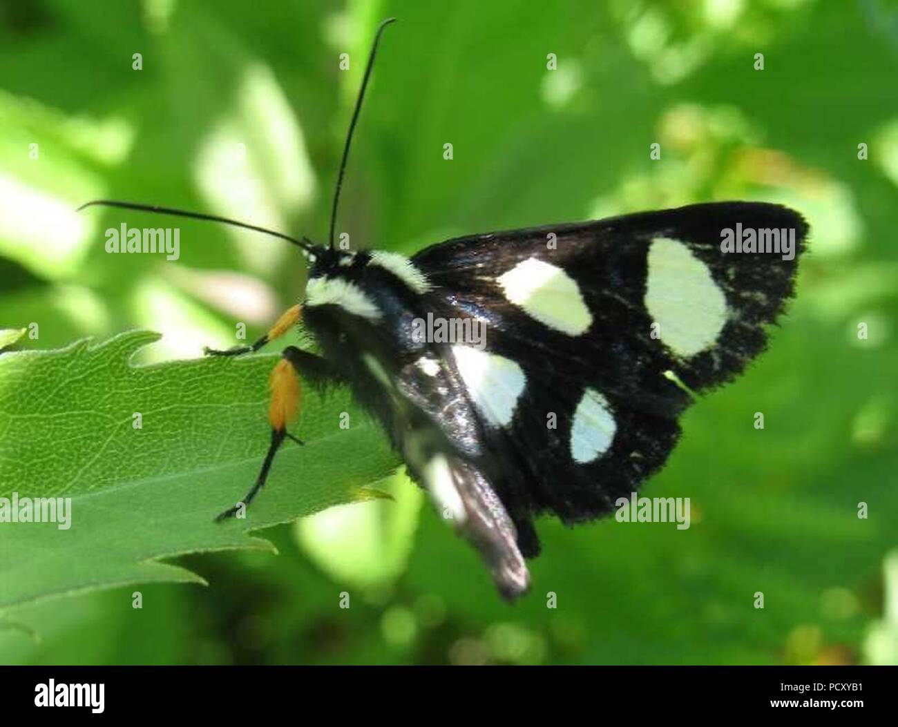 Alypia octomaculata. Stockfoto