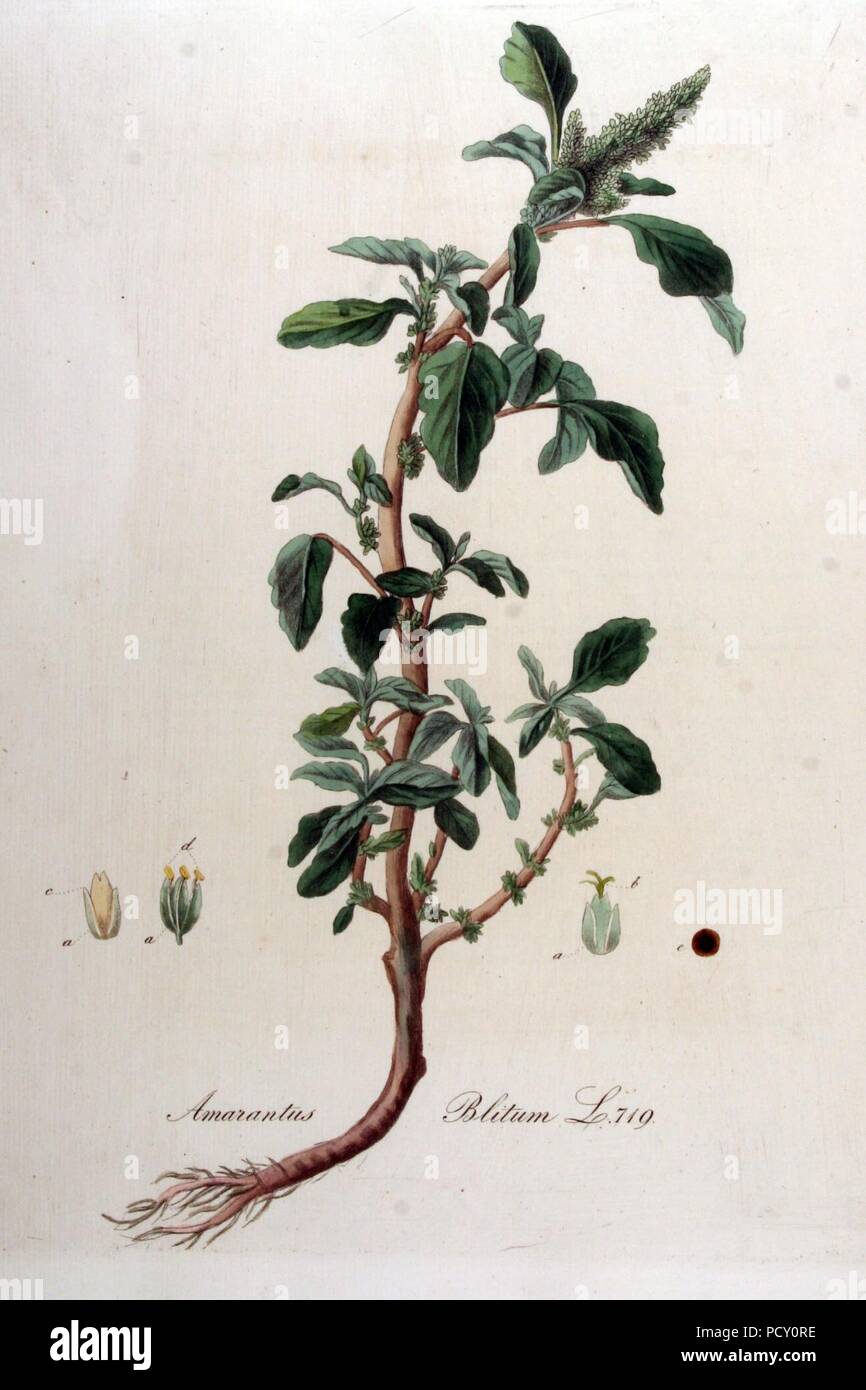 Amaranthus blitum - Flora Batava - Band v 9. Stockfoto